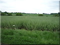 Oilseed rape crop, Denham