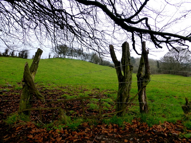 Tree stumps, Bancran