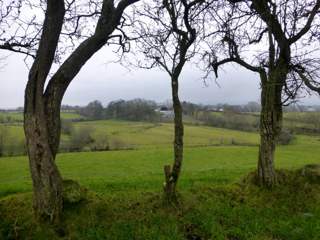 Gnarled trees, Bancran