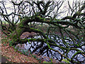 Oak at the pond