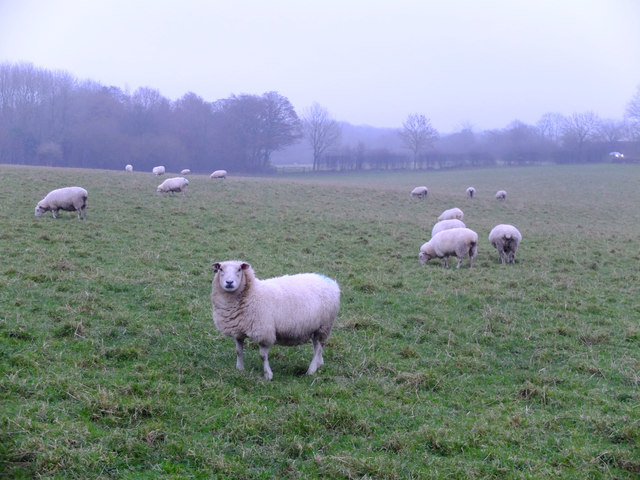 Sheep in field North of Sparrow Hill, Parbold