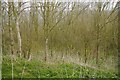 Young woodland near Deerfold