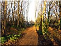 Footpath in Spindleberry Nature Reserve