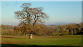 Isolated oak tree