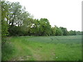 Crop field and hedgerow