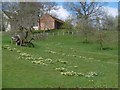 Daffodils, White House