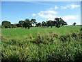 Field full of trees, south-east of Blackoe Cottages