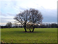 Trees in field near Moorhouse Farm