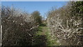 Enclosed path by Kingsfield Farm, Kewstoke