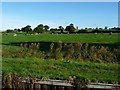 Cattle grazing on the north bank of the Llangollen Canal