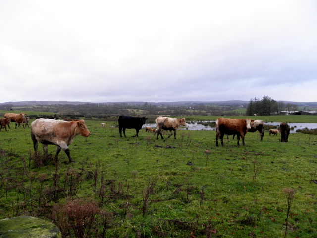 Cattle, Tatnadaveny