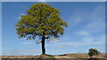 Lone tree by track near Craddocks Moss Farm, Heighley