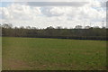 Crops near Stoke Cannon