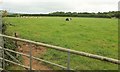 Cattle near Treswallen