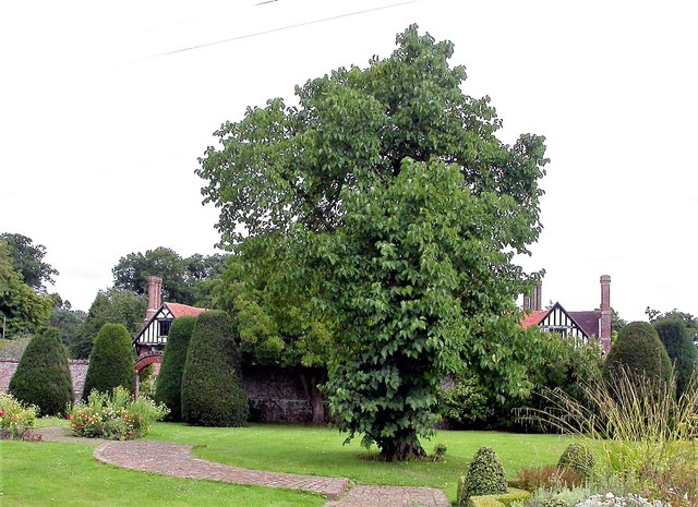 Mulberry tree at Frewen College