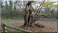 Dead tree close to Iver Lane