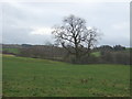 Grazing near Hillside