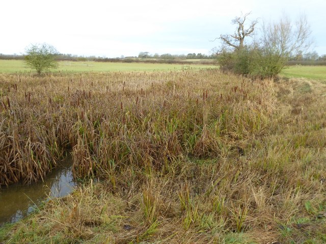 Pool full of reeds