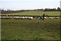 Feeding the sheep, behind Laughton Manor