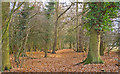 TQ5196 : Wood at Curtismill Green, Navestock by Roger Jones