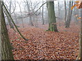 Footpath - Hookstone Wood Road