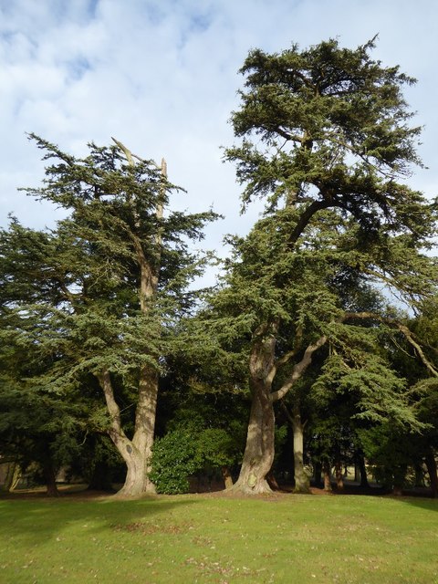 Cedar trees in Croome Park