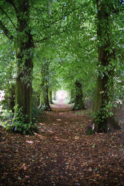 The Elm Avenue at Great Budworth © Jeff Buck :: Geograph Britain and ...