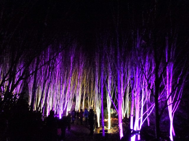 Winter Lights, Anglesey Abbey - Silver Birches