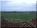 Grazing near Moor Hill