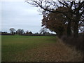 Field and hedgerow