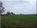 Grazing, Faddiley Bank