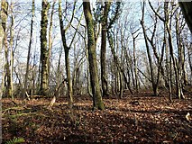 TQ7818 : Woodland off Hurst Lane by Patrick Roper