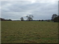 Grazing south of Wrexham Road (A534),