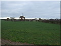 Grazing near Peckforton Hall 