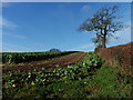 Brassica crop at Great Ridge Farm