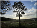 Tree silhouette on the Three Forests Way