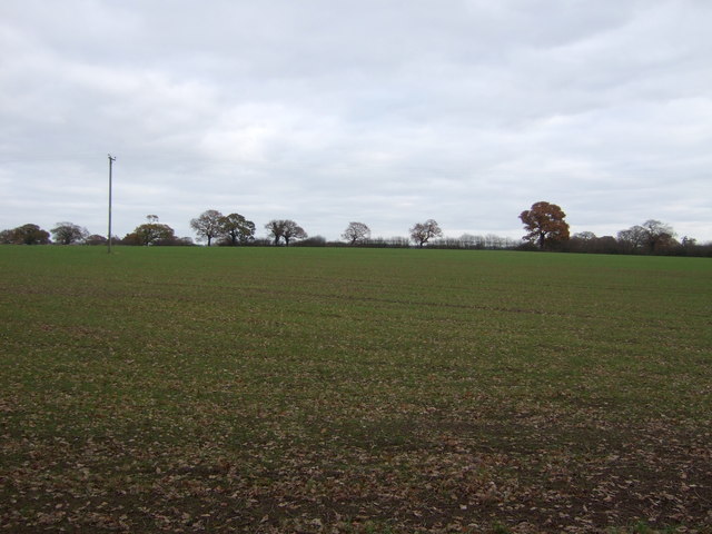 Young crop field, Clotton Hoofield