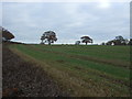 Stubble field off Duddon Hook Lane