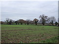 Young crop field near Cross Lanes Farm