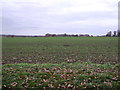 SJ4765 : Young crop field, Hockenhull Platts by JThomas
