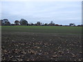 Young crop field, Christleton