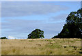 Canalside pasture near Wrenbury in Cheshire