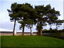 H4672 : Scots pine trees, Omagh by Kenneth  Allen