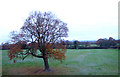 Tree in grazing land near Christleton