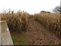 Track through maize crop at Kenstone Hill Triangulation Pillar