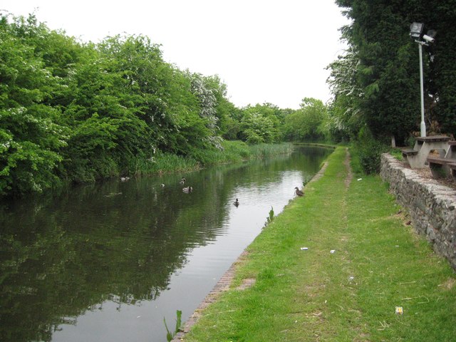 Ducks at Daw End - Walsall, West Midlands