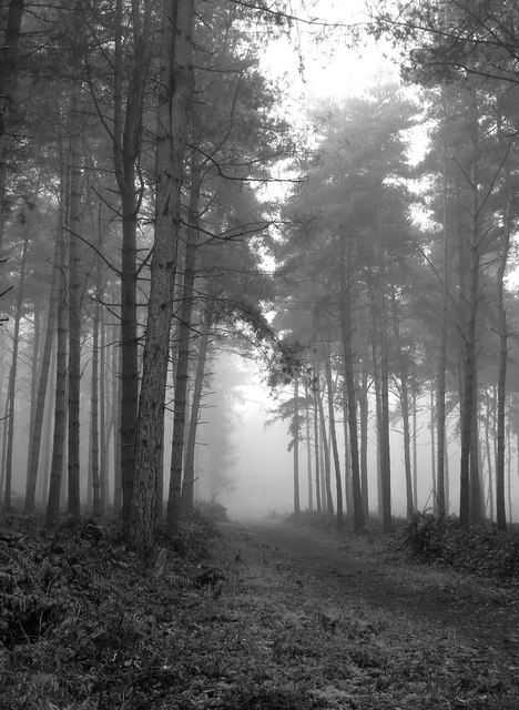 Foggy day at Albury (1) © Stefan Czapski cc-by-sa/2.0 :: Geograph ...