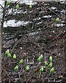 Bickley: Ring-necked parakeets 1