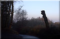 Cut tree on Church Road