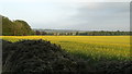 Oil seed rape field at Kinblethmont near Arbroath